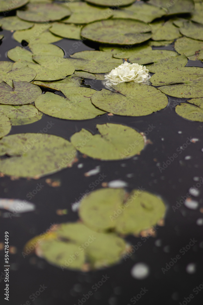 Moody Lily Pads in Dark Water Garden on a Cloudy Day with White Flower, Speckled Green and Red-Purple Lily Pads in a Murky Pool Moody Lily Pads in Dark Water Garden on a Cloudy Day with White Flower, Speckled Green and Red-Purple Lily Pads in a Murky Pool