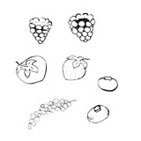 Vector illustration. A set of berries made in the style of hand drawing. Raspberries, strawberries, blueberries and currants in black and white.