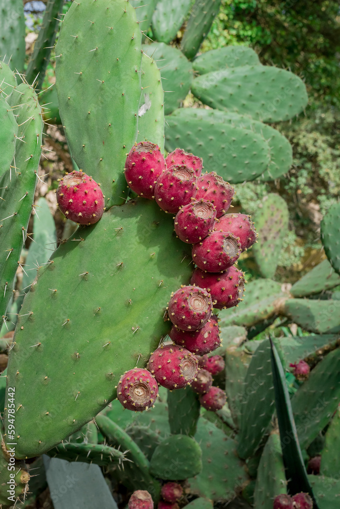 unusual cactus plant close up in garden unusual cactus plant close up in garden