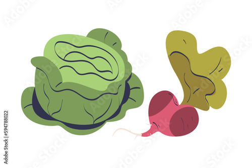 Ripe Beetroot and Cabbage Vegetable as Seasonal Harvesting and Yield Vector Illustration