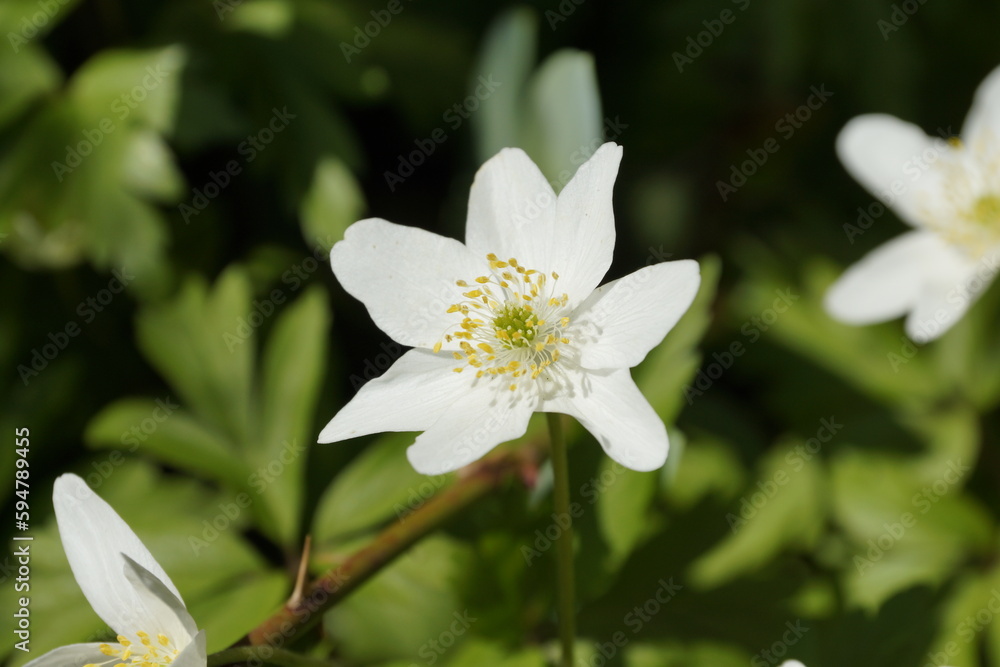 Close-up of white wood anemone flowers blooming in the springtime.