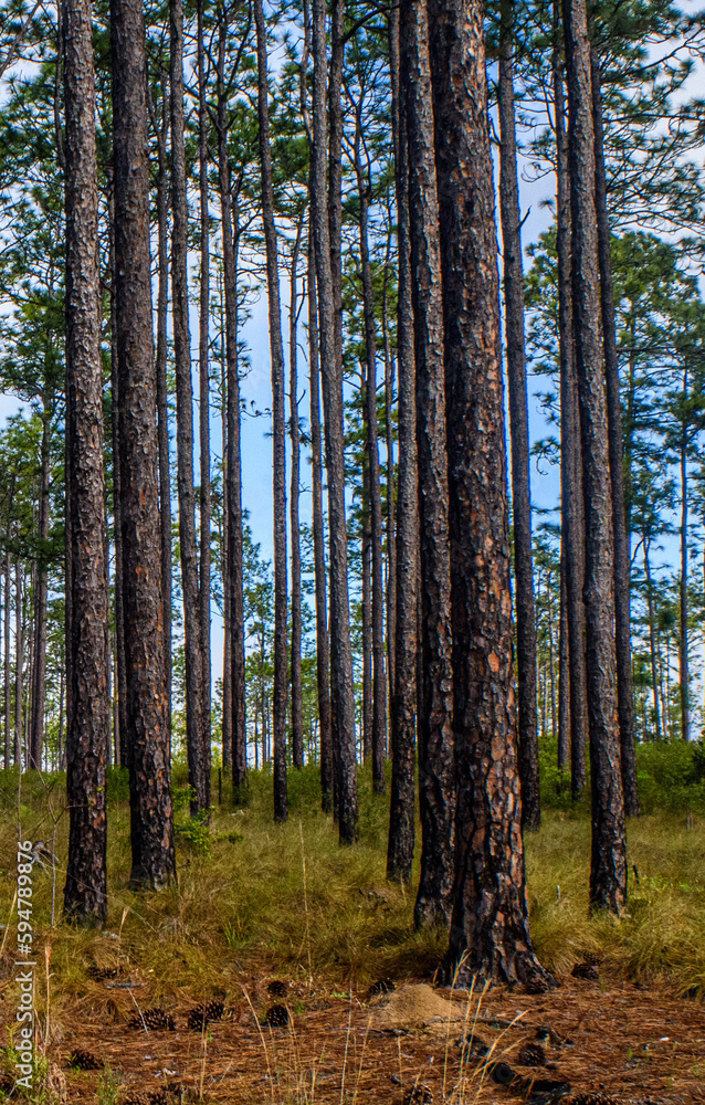 Fototapeta premium pine forest in autumn