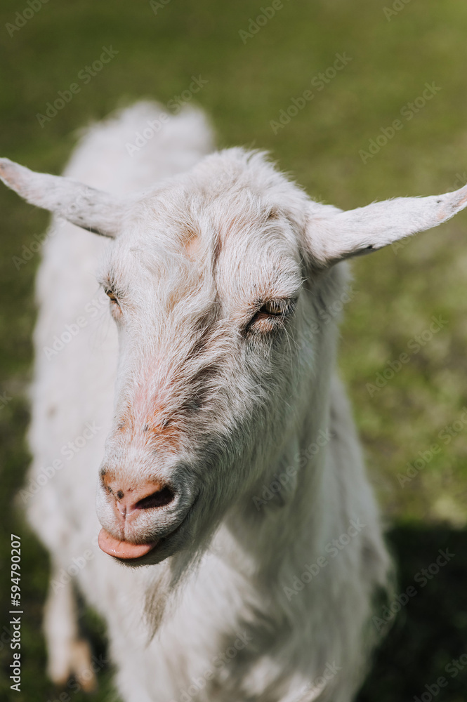 Obraz premium Photography, close-up portrait of the head of a white curly goat in a pasture, meadow. Animal in nature.