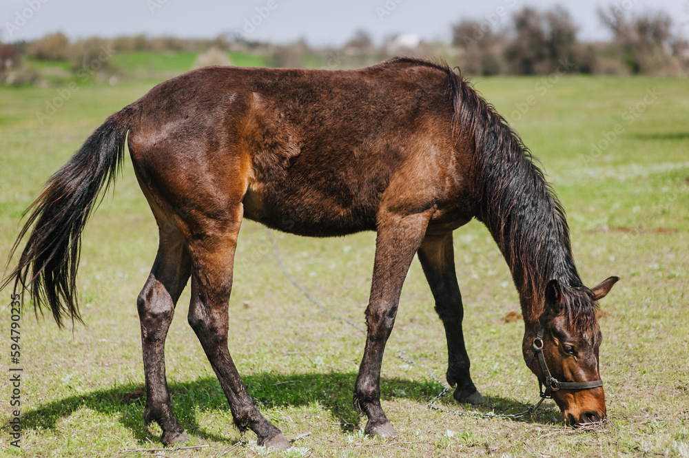A beautiful large brown thoroughbred horse with a long mane grazes, eats green grass in a meadow, pasture in the countryside. Photo of a herbivore, a close-up portrait on the nature of the animal. A beautiful large brown thoroughbred horse with a long mane grazes, eats green grass in a meadow, pasture in the countryside. Photo of a herbivore, a close-up portrait on the nature of the animal.