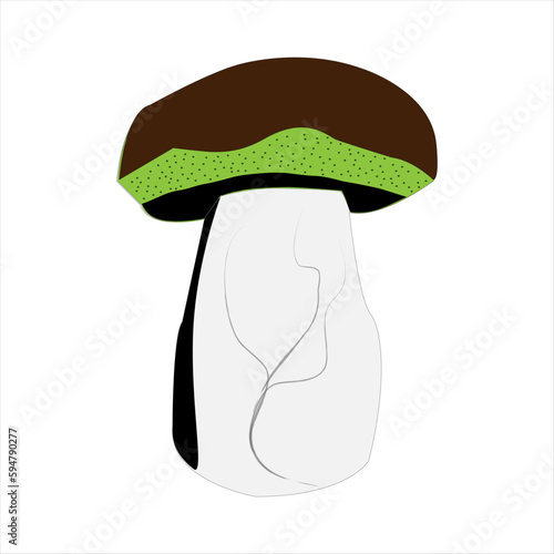 Reino Fungi hongos comestibles nombre científico Boletus edulis