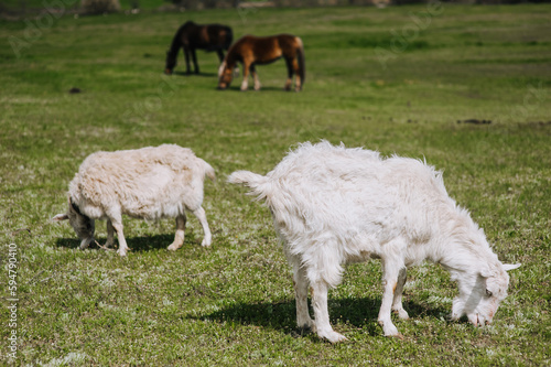 White, curly goats graze in a meadow, a field eating green grass on a farm. Animal photography, close-up portrait, herbivore.