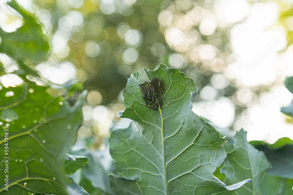 garden pests, caterpillars, cabbage butterflies on broccoli foliage