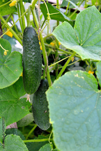 cucumbers, cucumber flowers and leaves on branches, cucumber plantation