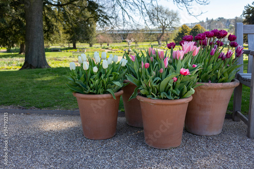 Many ceramic pots with bright spring flowers are arranged in a row, spring time display #594792213