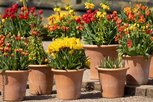 Many ceramic pots with bright spring flowers are arranged in a row, spring time display