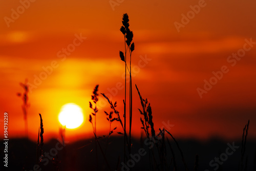 A silhouette of grass against a sunset sky. Bright warm colors