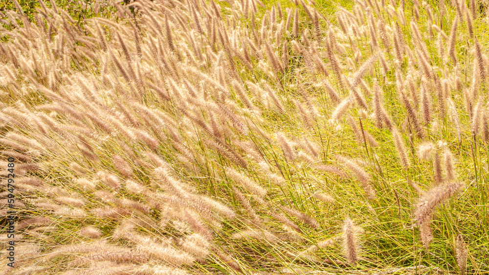 grassy area with lamppennise grass sways in the wind in the evening light