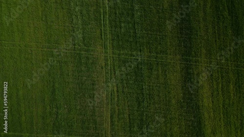 grassland view