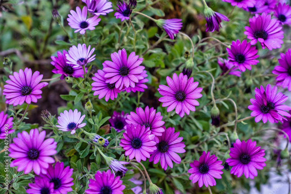 Flowers Flowers