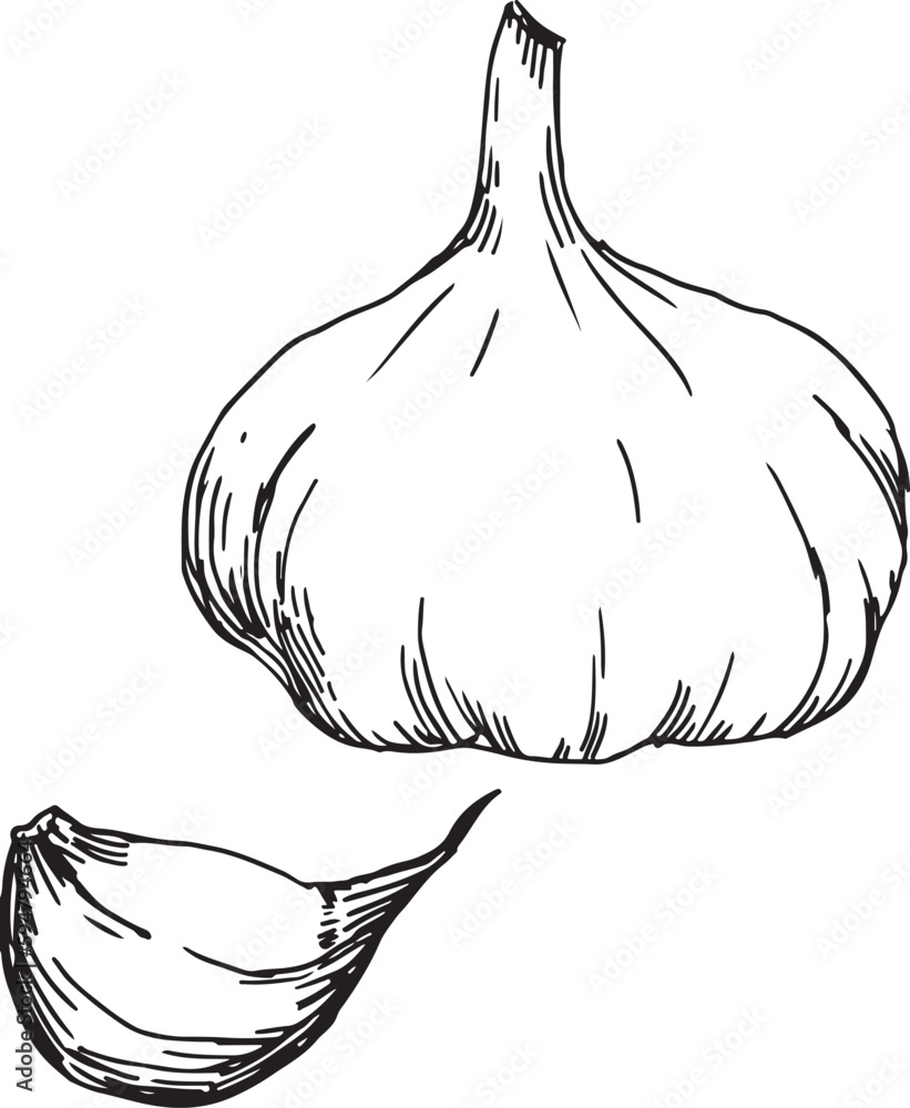 Vecteur Stock Head of garlic. Traditional medicine. Herb. Whole plant