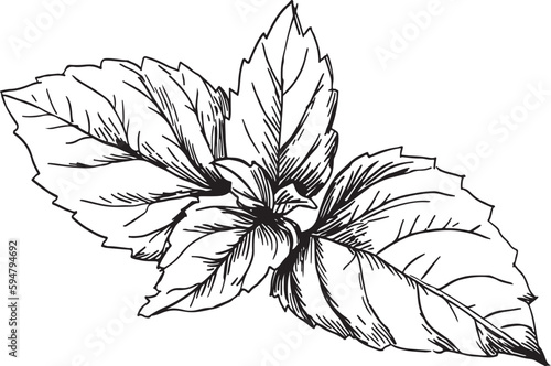 Herbs and spices Basil. Vector illustration. Basil sketch hand drawing