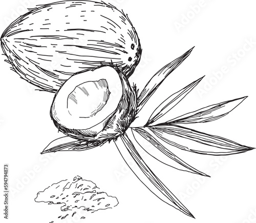 Coconut graphic black white isolated sketch illustration vector