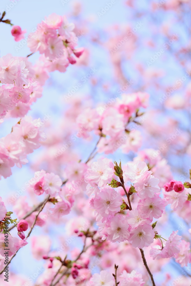 満開の八重桜のクローズアップ撮影 　青空背景