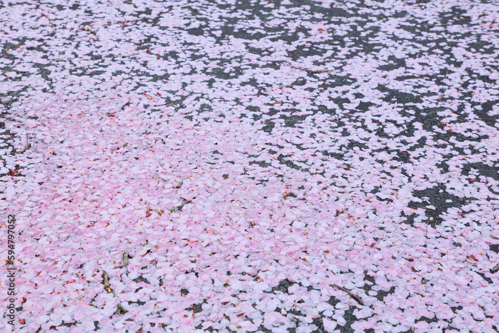 アスファルトの上に散った桜の花びら アスファルトの上に散った桜の花びら