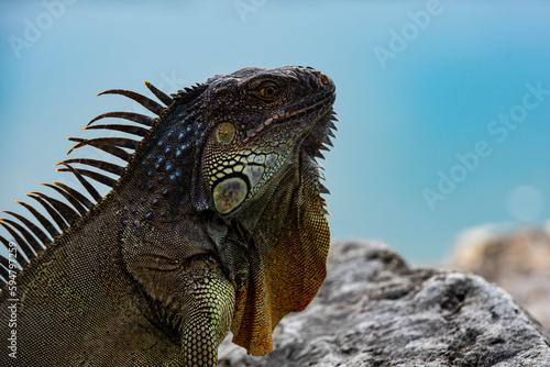 lizard of the genus. Animals lizard iguana. Iguana reptilian, exotic wild dragon.