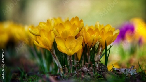 Cluster of Yellow Spring Crocus 