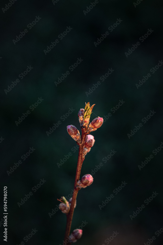 peach bud close-up. the bud of the peach opens peach bud close-up. the bud of the peach opens