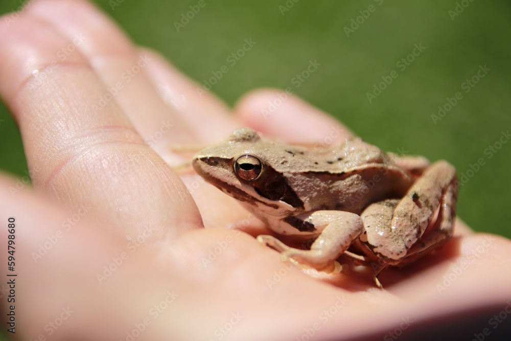 Obraz premium Frog