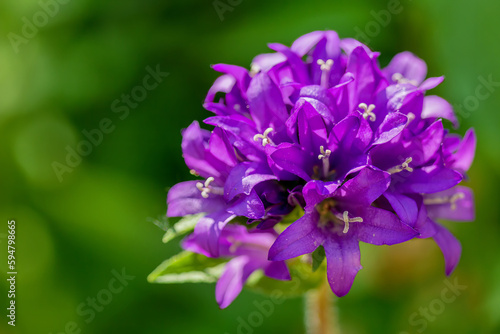 Dane's-blood bellflower. Campanula glomerata. Garden Flower.