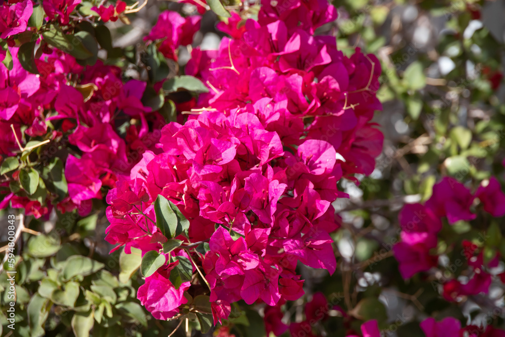 Pink blooming shrub
Pink blooming shrub