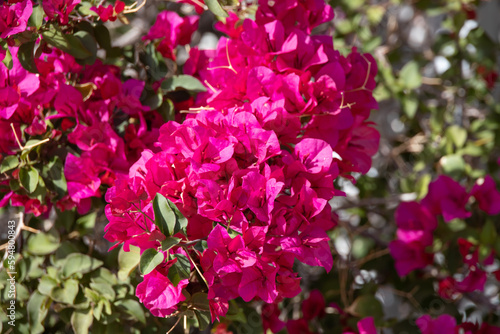 Fototapeta Naklejka Na Ścianę i Meble -  Pink blooming  shrub
