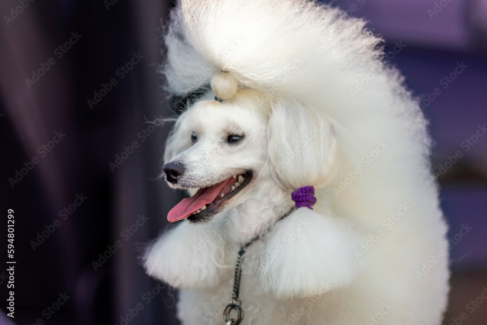 Close-up portrait of a white poodle. The dog is not looking at the camera. Soft focus selective focus.