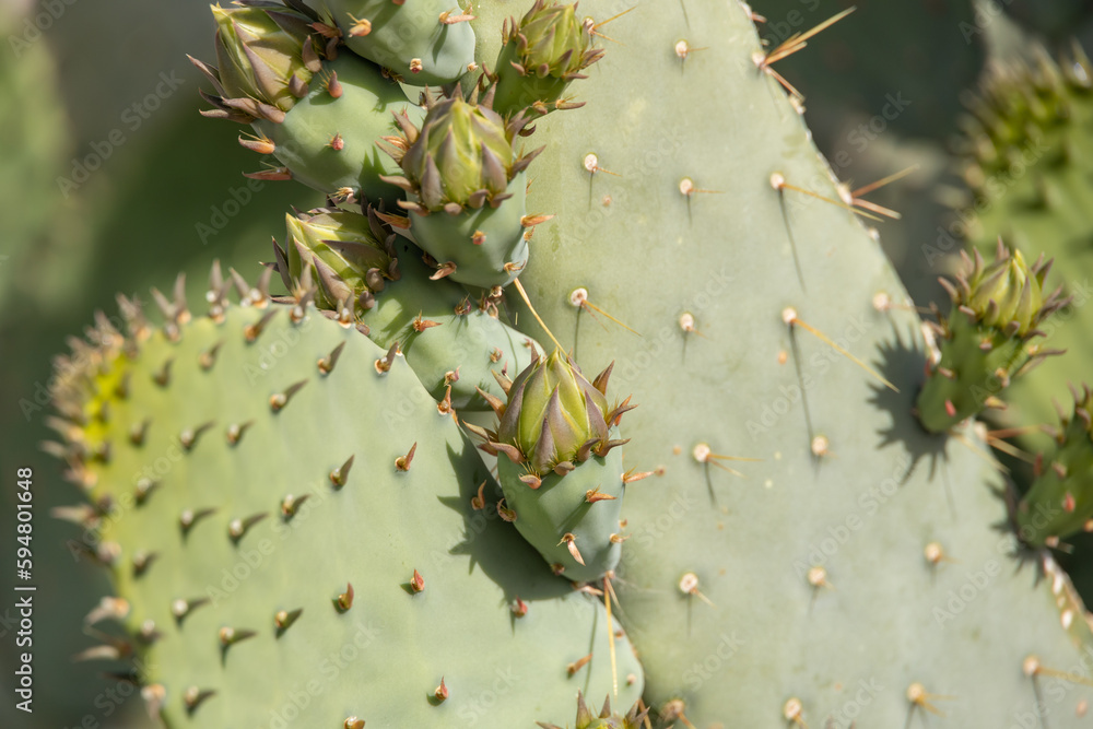 Prickly Pear cactus close-up Prickly Pear cactus close-up