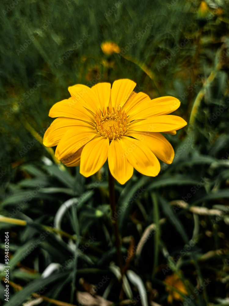 yellow flower yellow flower