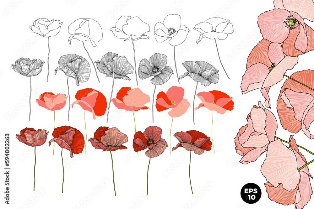 Vector drawn poppies flowers set. Various style linear and fill botanical elements. Design for cards, backgrounds, patterns.