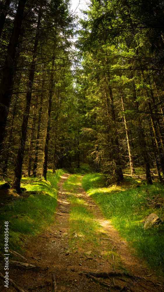 path in the forest from the Harz Mountains