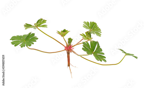 Small geranium isolated on white background, Geranium pusillum