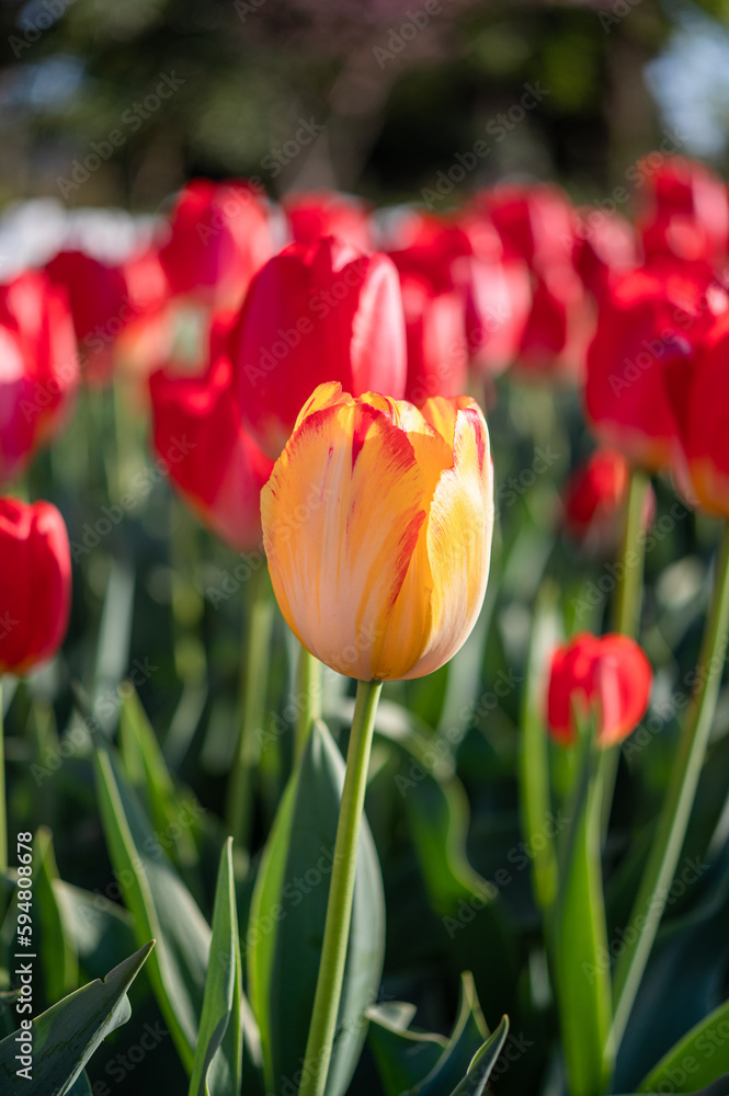 Obraz premium 赤いチューリップに1輪混ざる黄色のチューリップ 