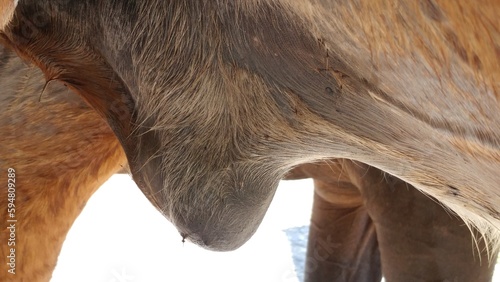 Closeup of equine gelding swollen sheath that requires medical attention. photo