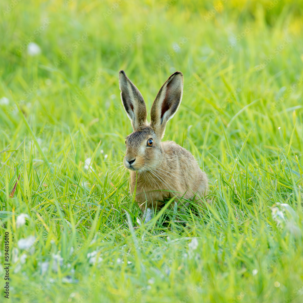 Fototapeta premium hare in the grass at spring time.