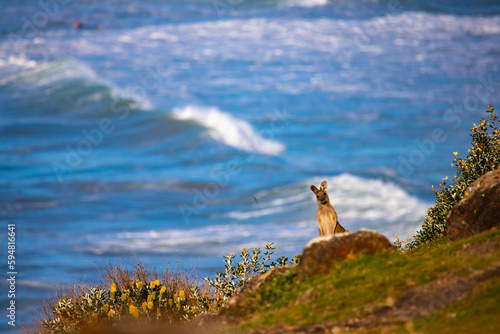 cute grey kangaroo standing on the cliff with a beautiful bay and sand dunes in the background, wildlife in hat head national park, new south wales, australia photo