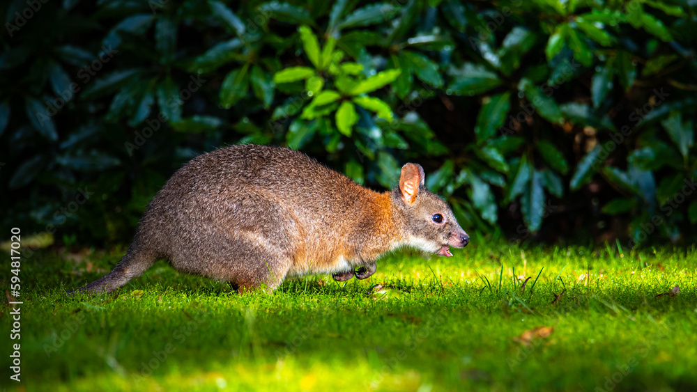 Naklejka premium cute little fluffy pademelon joey observed in queensland rainforest; native wildlife of australia; portrait of a cute little kangaroo feeding on the grass in australian forest near brisbane