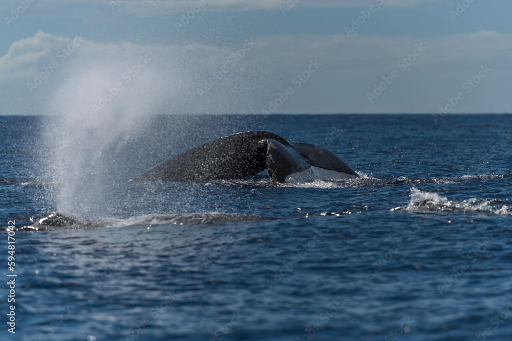Fototapeta premium Humpback whale spouting blowing