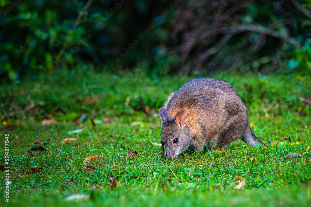 portrait of a cute pademelon (thylogale) - little kangaroo feeding on the grass in new south wales rainforest, dorrigo national park, australia; adorable kangaroo closeup portrait of a cute pademelon (thylogale) - little kangaroo feeding on the grass in new south wales rainforest, dorrigo national park, australia; adorable kangaroo closeup
