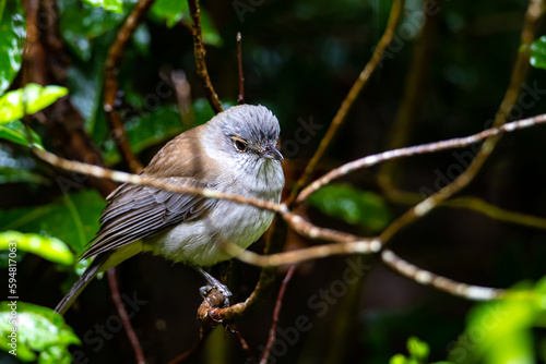 A close-up on a beautiful lovely bird - a grey shrikethrush sits on a branch in the bush. The bird was spotted in Dorrigo National Park, NSW, Australia photo