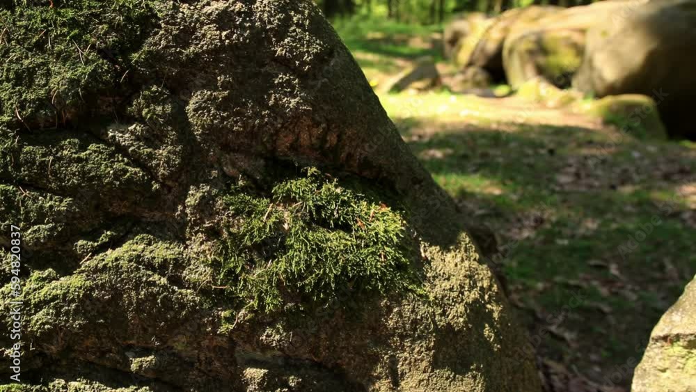 A camera moves past overgrown stones in the forest. The sun casts shadows on the forest floor in the background. Location: Germany A camera moves past overgrown stones in the forest. The sun casts shadows on the forest floor in the background. Location: Germany