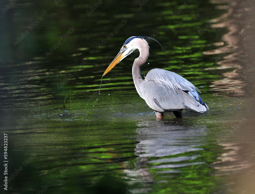 Great Blue Heron fishing in water
Great Blue Heron fishing in water