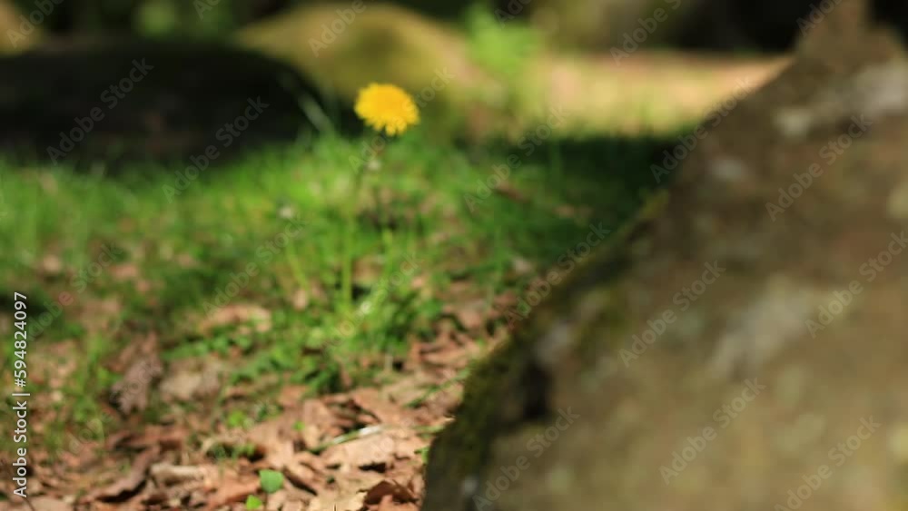 Zoom on a dandelion. The camera moves closer to the plant and the focus is on the flower's blossom. Location: Germany Zoom on a dandelion. The camera moves closer to the plant and the focus is on the flower's blossom. Location: Germany