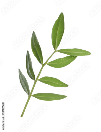 Branch with fresh green leaves isolated on white