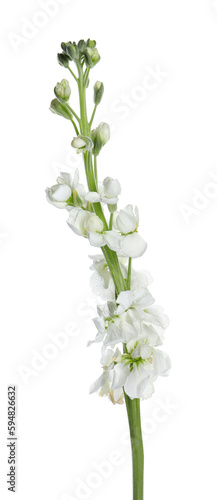 Beautiful stock flowers with tender petals isolated on white