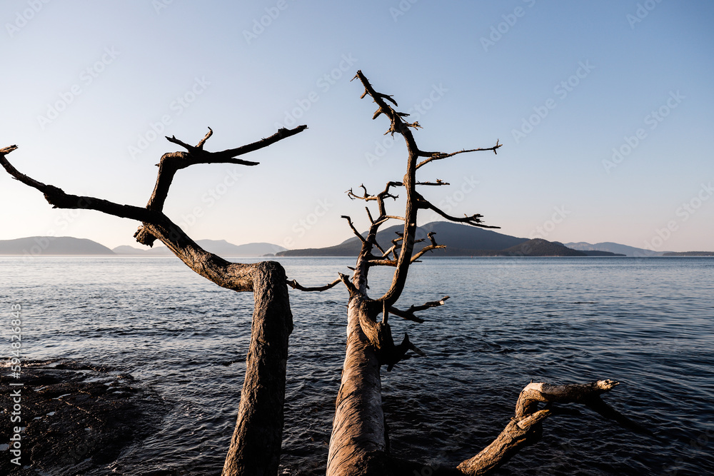 tree over the sea